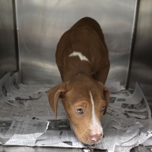 Tizzy 25-1307, Baby Male Mixed Breed