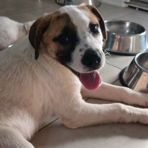 Kirby, Baby Male Mountain Cur