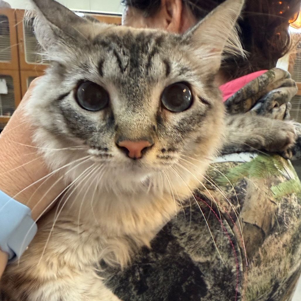 Tazleigh, an adoptable Balinese, Ragdoll in Idaho Falls, ID, 83402 | Photo Image 1