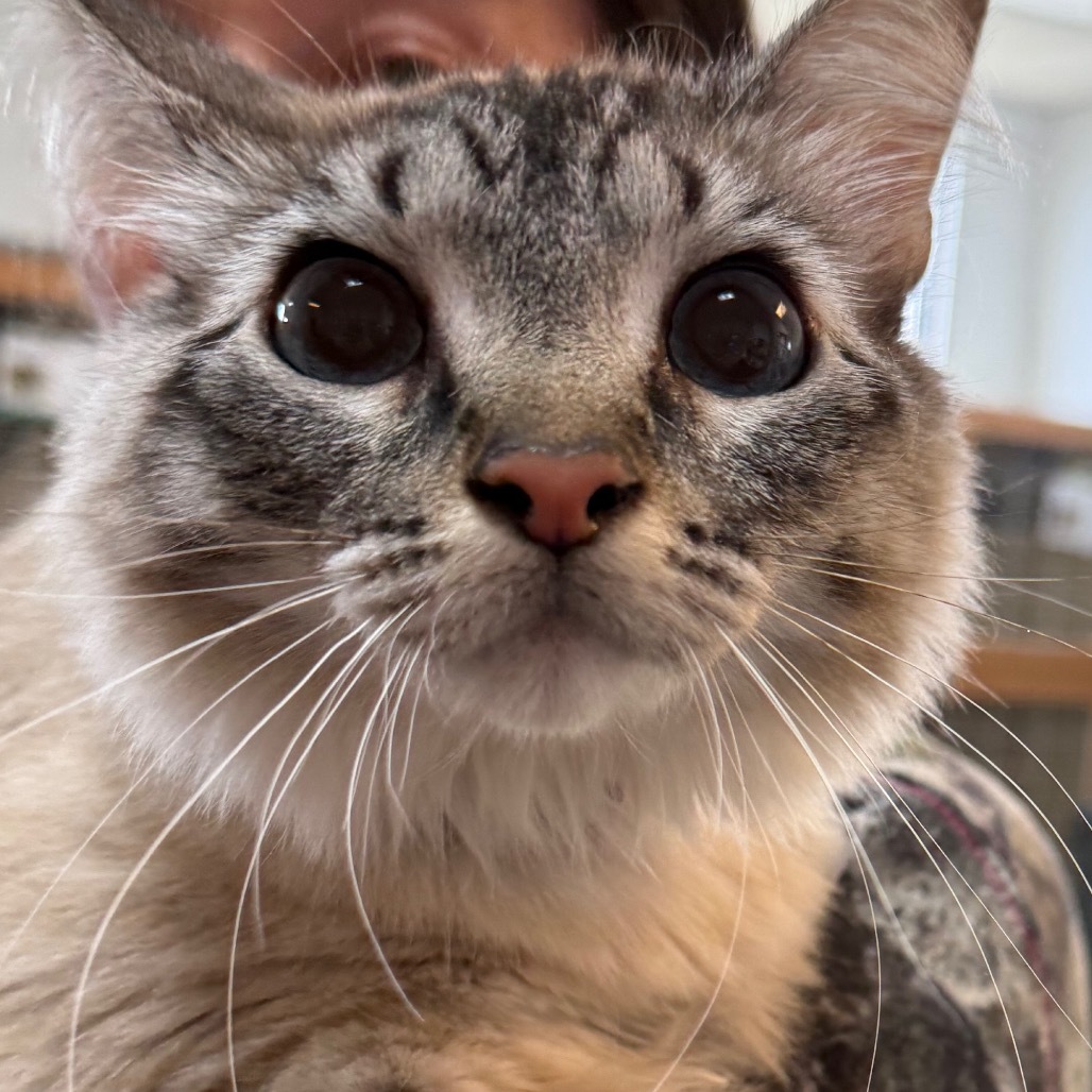 Tazleigh, an adoptable Balinese, Ragdoll in Idaho Falls, ID, 83402 | Photo Image 2