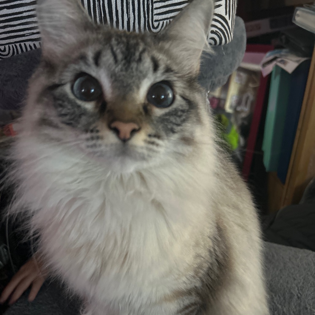 Tazleigh, an adoptable Balinese, Ragdoll in Idaho Falls, ID, 83402 | Photo Image 3