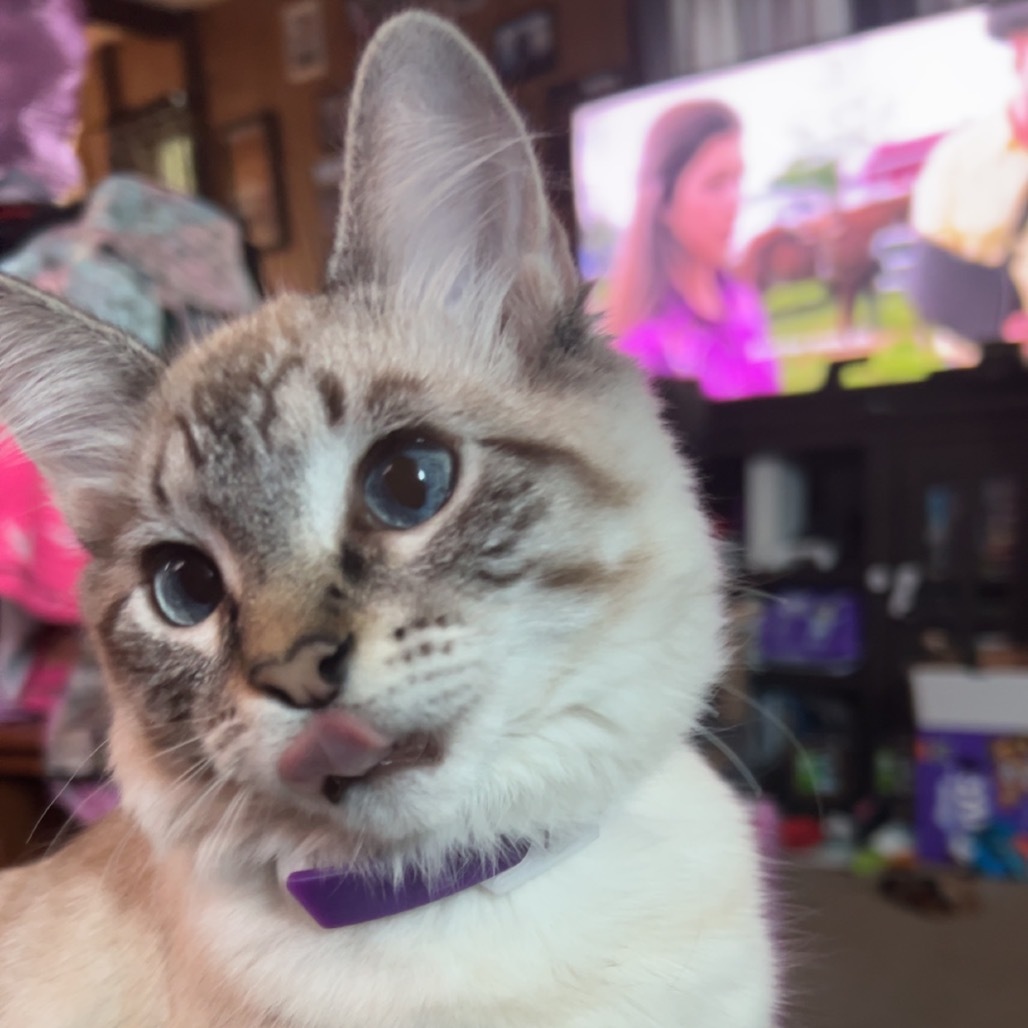 Tazleigh, an adoptable Balinese, Ragdoll in Idaho Falls, ID, 83402 | Photo Image 4