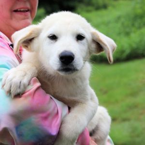 CT Spunky avail Jul 10 (Putnam Farmers Mkt- Putnam, CT), Baby Male Yellow Labrador Retriever