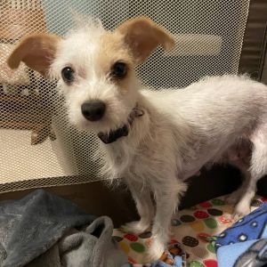 Dolly, Adult Female Chihuahua