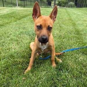 Fergus, Young Male Mixed Breed