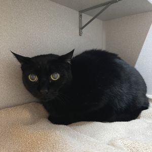 Roonie, Senior Male Domestic Short Hair
