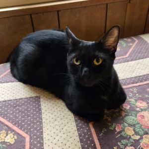 Monkey, Adult Female Extra-Toes Cat / Hemingway Polydactyl