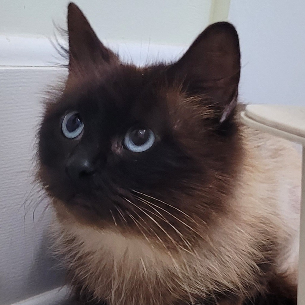 Monaco, an adoptable Domestic Medium Hair in Coos Bay, OR, 97420 | Photo Image 1