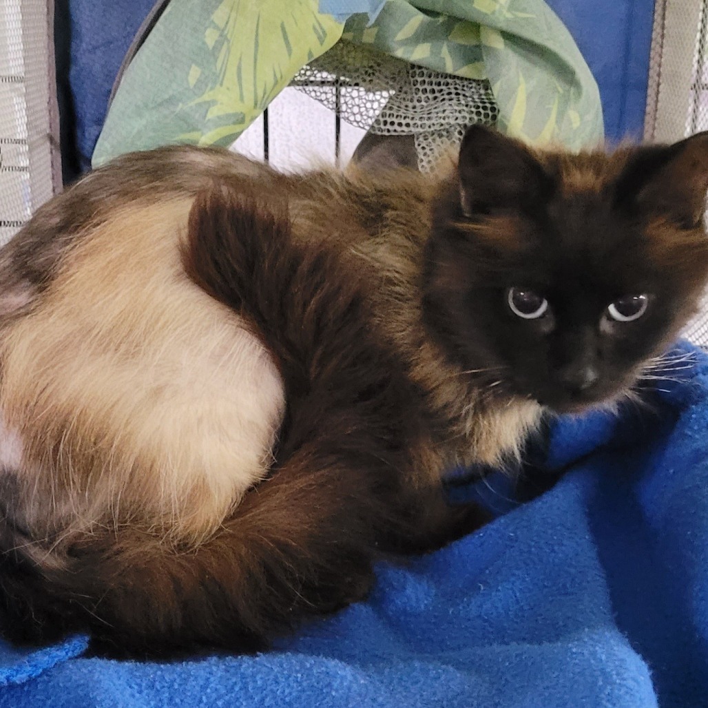 Monaco, an adoptable Domestic Medium Hair in Coos Bay, OR, 97420 | Photo Image 2