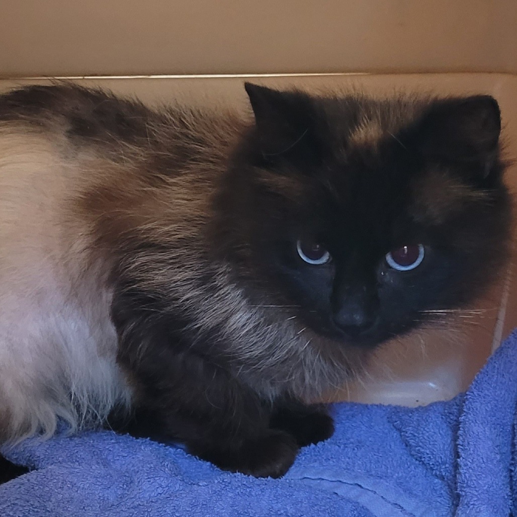 Monaco, an adoptable Domestic Medium Hair in Coos Bay, OR, 97420 | Photo Image 3