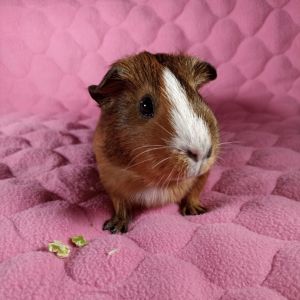 Blossom, Young Female Guinea Pig