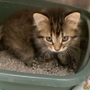 Lilly Bell, Baby Female Domestic Medium Hair