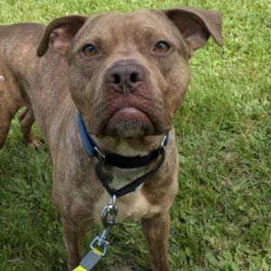 Chicory, Young Male Pit Bull Terrier