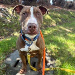 Buddy Mixed Breed Dog