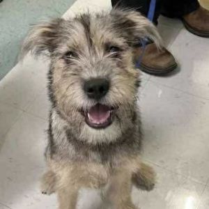 Adoption fee is  ALL adoptions require a completed application vet check home check and final co