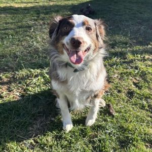 Olive, Adult Female Australian Shepherd