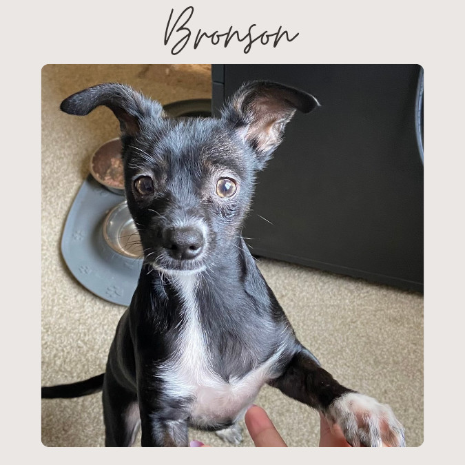 BRONSON