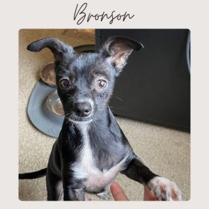 BRONSON, Adult Male Chihuahua