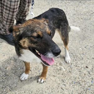 Cece Mixed Breed Dog