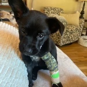 Nani is a parvo survivor from Okanogan County Currently in a foster home in Tacoma She has two wee