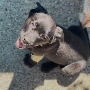 Nani is a parvo survivor from Okanogan County Currently in a foster home in Tacoma She has two wee