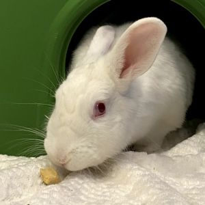 Cheese Puff, Adult Female Florida White