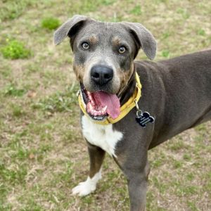 Morrison, Adult Male Hound