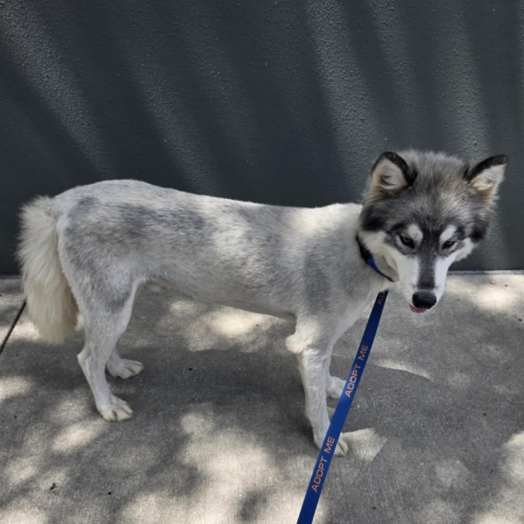 Kermit JuM, an adoptable Keeshond, Husky in Austin, TX, 78701 | Photo Image 1
