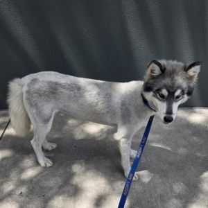 Kermit JuM, Young Male Keeshond