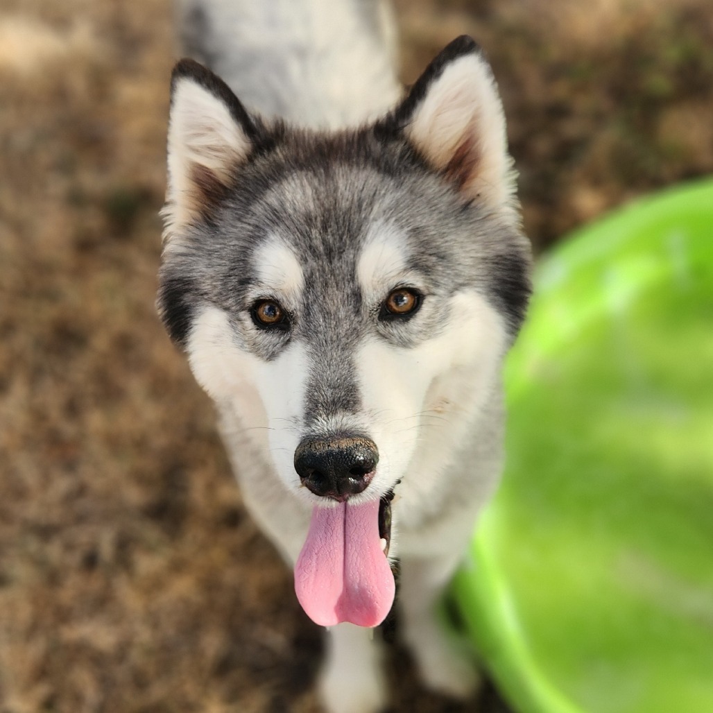 Kermit JuM, an adoptable Keeshond, Husky in Austin, TX, 78701 | Photo Image 2