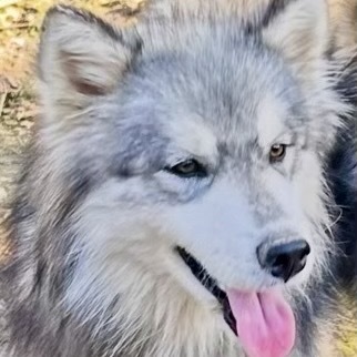 Kermit JuM, an adoptable Keeshond, Husky in Austin, TX, 78701 | Photo Image 2