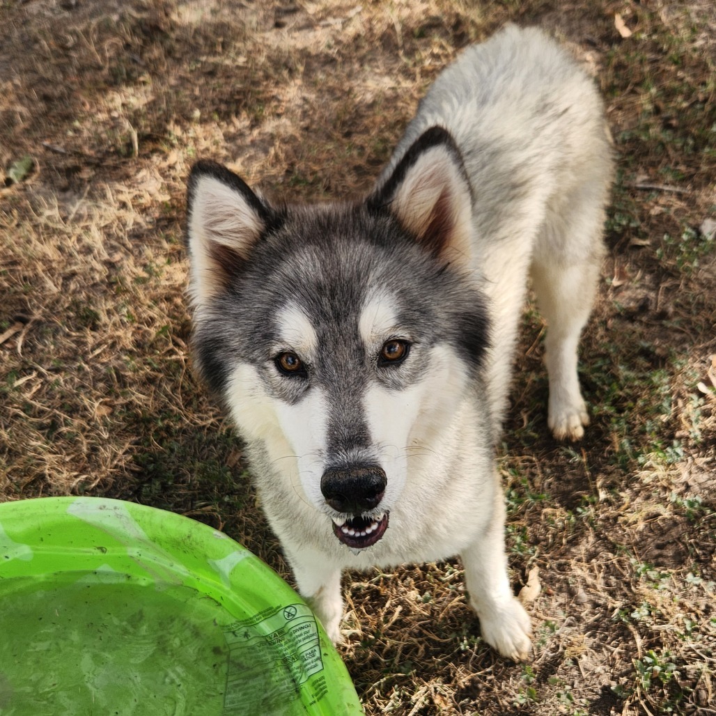 Kermit JuM, an adoptable Keeshond, Husky in Austin, TX, 78701 | Photo Image 12