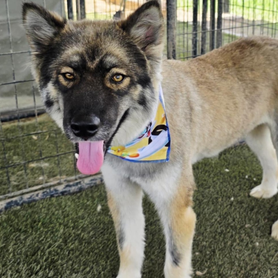 Asher JuM, an adoptable Keeshond, Husky in Austin, TX, 78701 | Photo Image 1