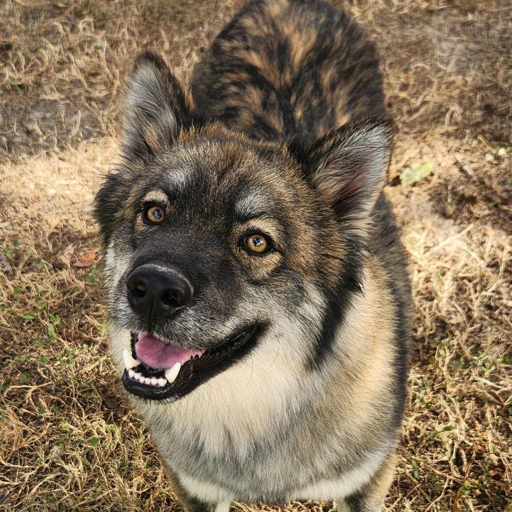 Asher JuM, an adoptable Keeshond, Husky in Austin, TX, 78701 | Photo Image 2