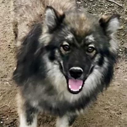 Asher JuM, an adoptable Keeshond, Husky in Austin, TX, 78701 | Photo Image 2