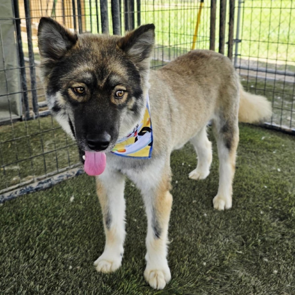 Asher JuM, an adoptable Keeshond, Husky in Austin, TX, 78701 | Photo Image 3