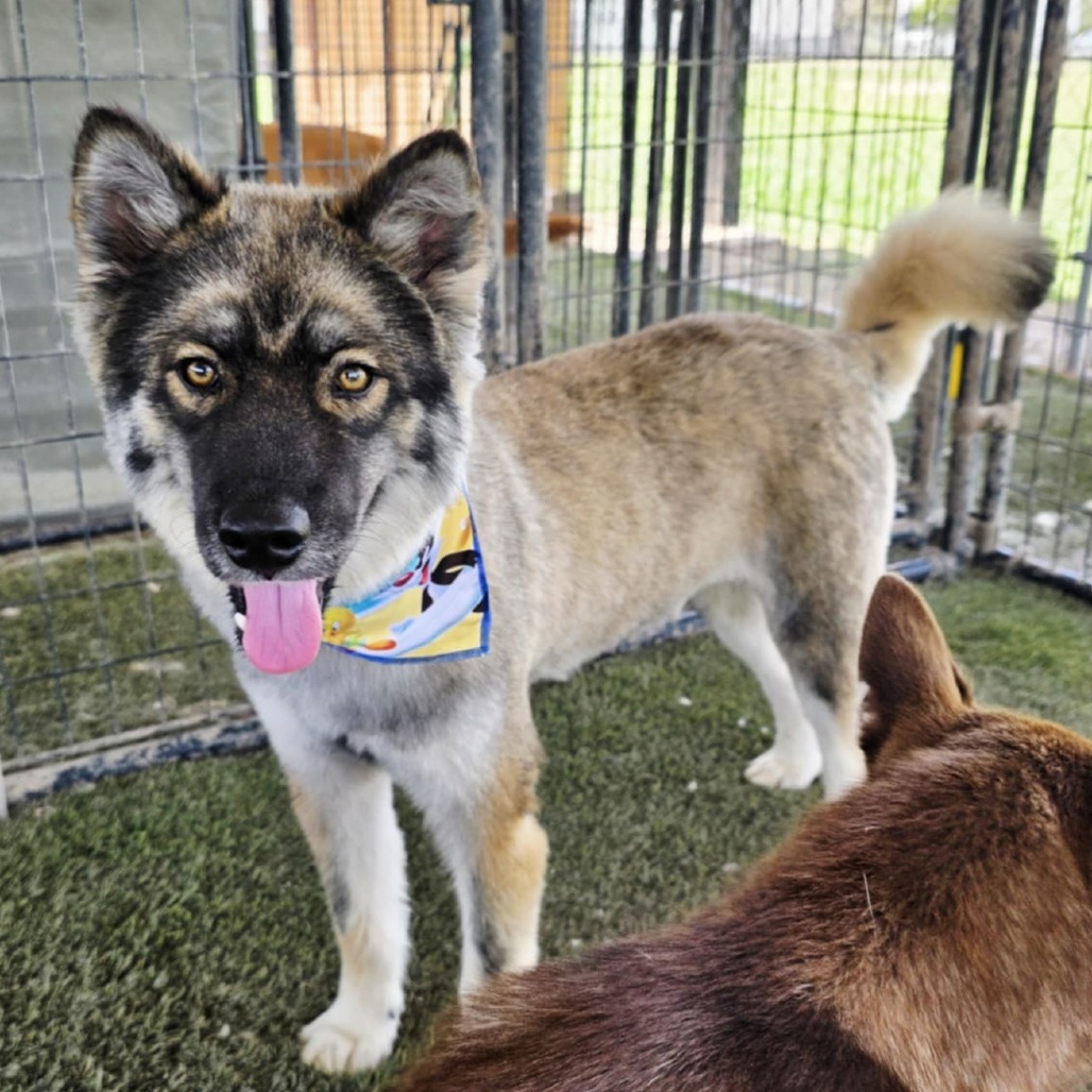 Asher JuM, an adoptable Keeshond, Husky in Austin, TX, 78701 | Photo Image 4
