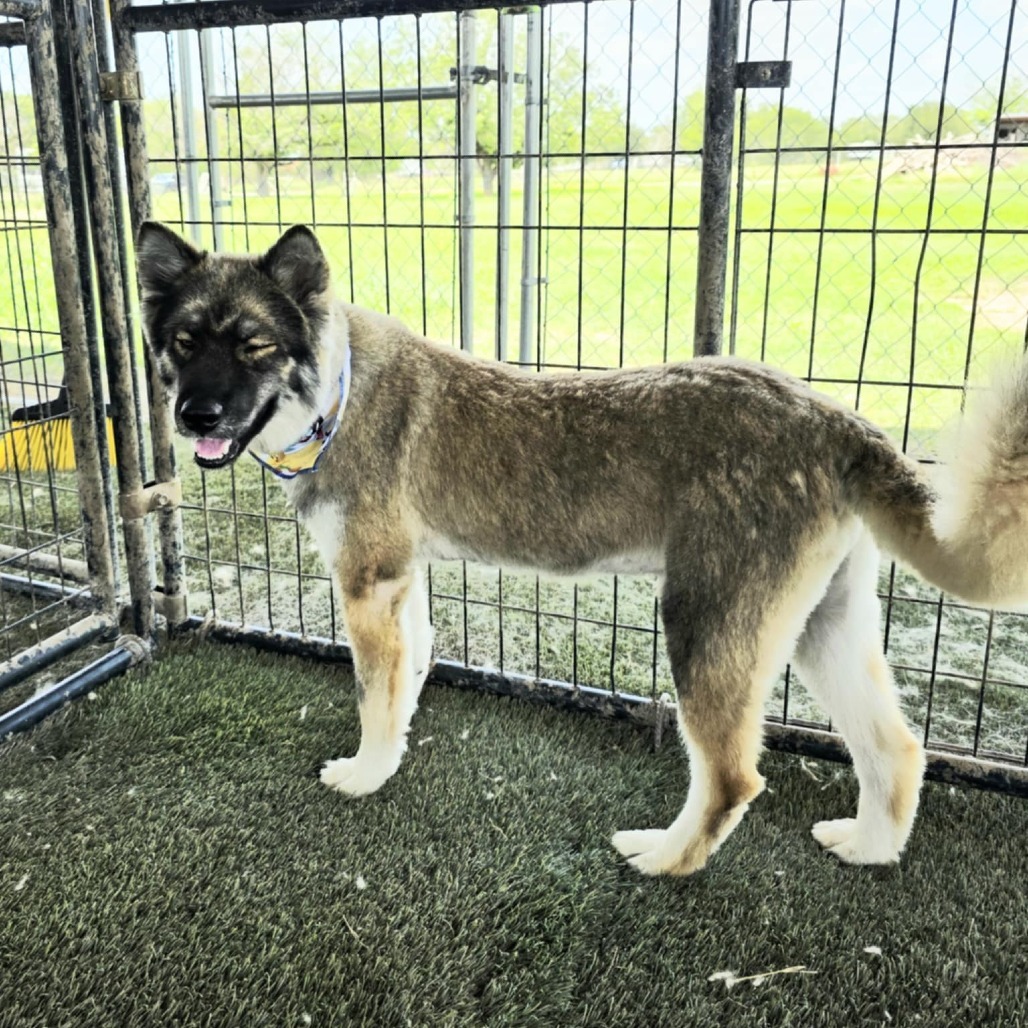 Asher JuM, an adoptable Keeshond, Husky in Austin, TX, 78701 | Photo Image 5