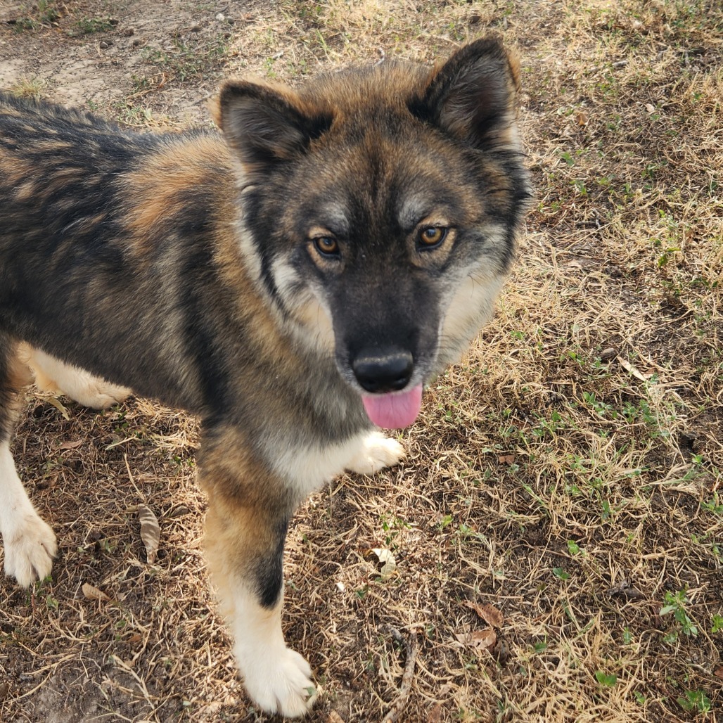 Asher JuM, an adoptable Keeshond, Husky in Austin, TX, 78701 | Photo Image 10