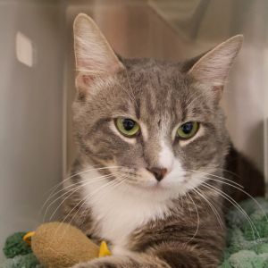 Koki Domestic Short Hair Cat