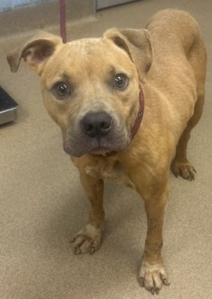 Teeter Mixed Breed Dog