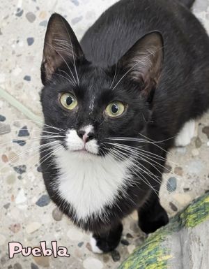 Puebla, Adult Female Domestic Short Hair