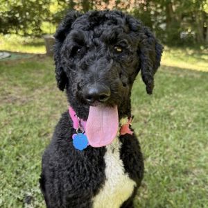 Harriet, Young Female Poodle