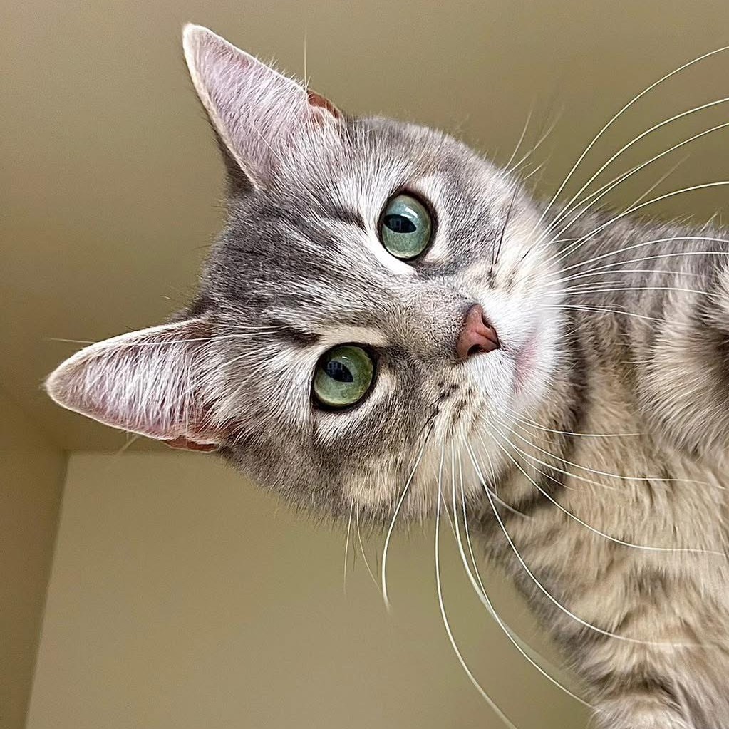 Kiara