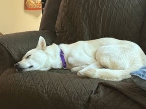 Link Jindo Dog