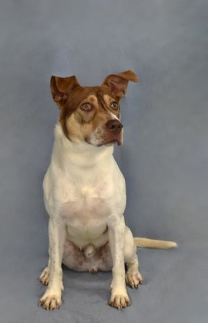 Ritz Bits 19-25 Mixed Breed Dog