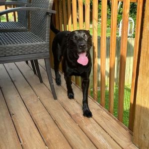 Dozer, Adult Male Mixed Breed