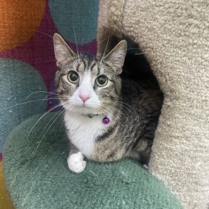 Zero, Young Female Domestic Short Hair