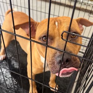 Chandler Bing, Adult Male Mixed Breed
