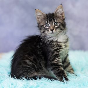 Freya Bean, Baby Female Domestic Short Hair